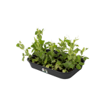 green basics anzucht schale m living schwarz